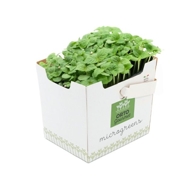Micro Shiso Verde 1 pezzo