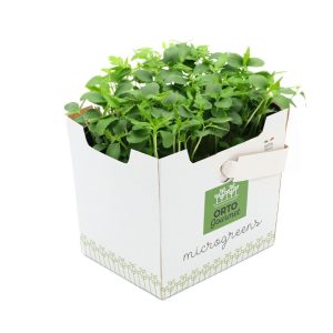 Micro Toona 1 pezzo